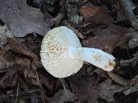 Russula maculata image