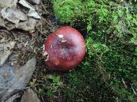 Russula vinacea image