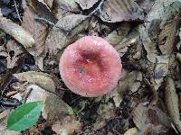 Russula vinosobrunnea image