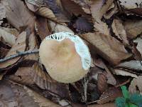 Russula decolorans image