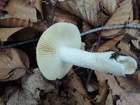 Russula decolorans image