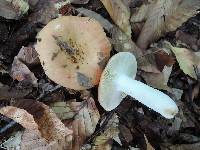 Russula decolorans image