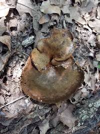 Boletinellus merulioides image