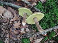 Boletus variipes var. fagicola image