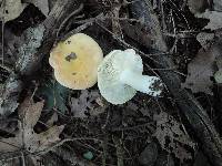 Russula ochraleucoides image