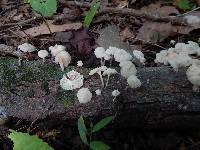 Hemimycena candida image