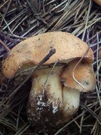 Suillus occidentalis image