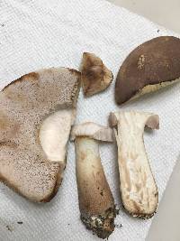 Tylopilus rubrobrunneus image