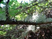 Usnea cornuta image