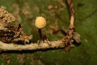 Marasmius delectans image