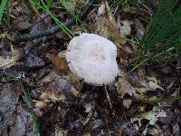 Laccaria ochropurpurea image
