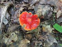 Hygrocybe acutoconica image