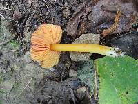 Hygrocybe acutoconica image