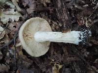 Entoloma whiteae image