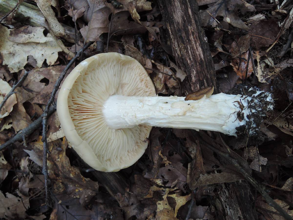 Entoloma whiteae image