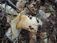 Gyroporus castaneus image