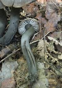 Neohygrocybe subovina image