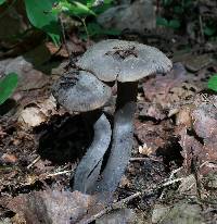 Neohygrocybe subovina image