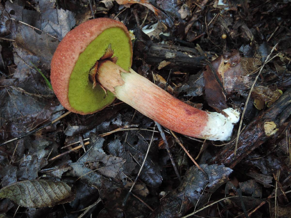 Baorangia rufomaculata image