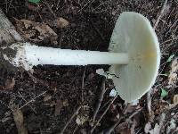 Amanita multisquamosa image