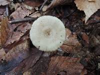 Lactarius cinereus var. fagetorum image