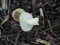 Russula pulverulenta image