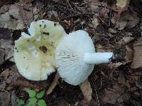 Russula heterophylla image