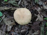 Boletus variipes image