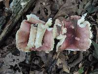 Russula faginea image