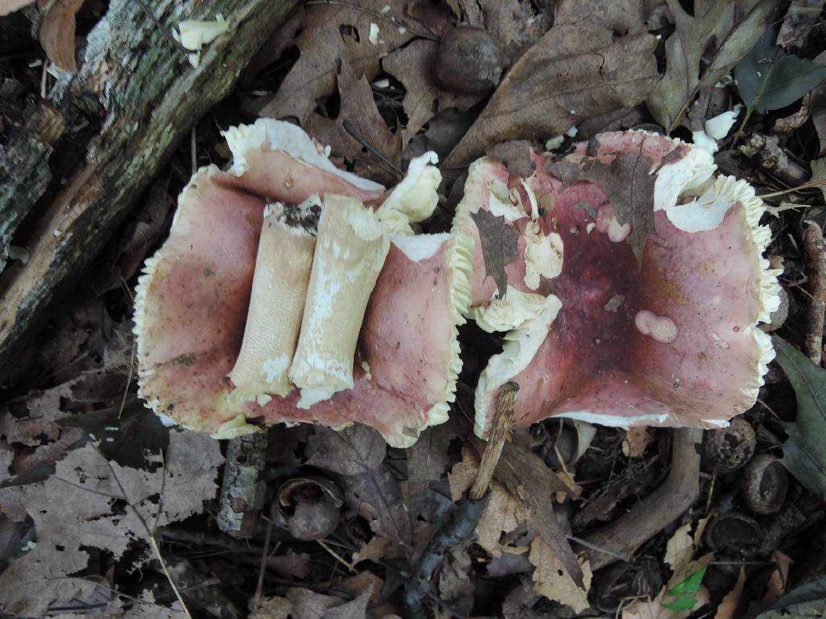 Russula faginea image