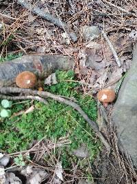 Gyroporus castaneus image