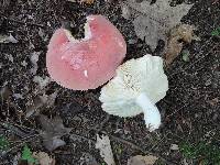 Russula flavisiccans image