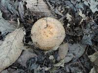 Lactarius maculatus image