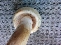 Russula virescens image