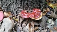 Ganoderma sessile image