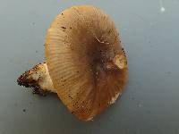 Russula sororia image