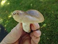 Russula sororia image