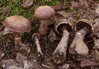 Cortinarius torvus image