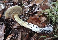 Austroboletus subflavidus image