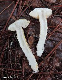 Austroboletus subflavidus image