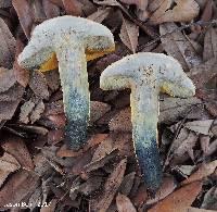 Boletus luridellus image