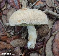 Boletus pallidus image