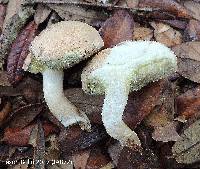 Boletus pallidus image
