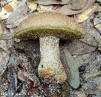 Boletus variipes image