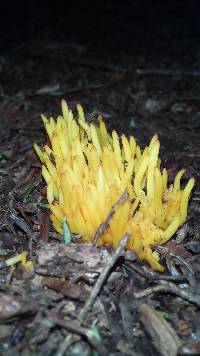 Clavulinopsis fusiformis image