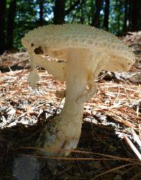 Amanita ravenelii image