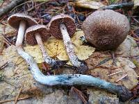 Inocybe hirsuta var. maxima image