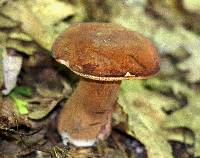 Tylopilus ferrugineus image