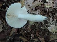 Russula ionochlora image