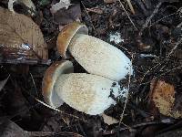 Boletus variipes image